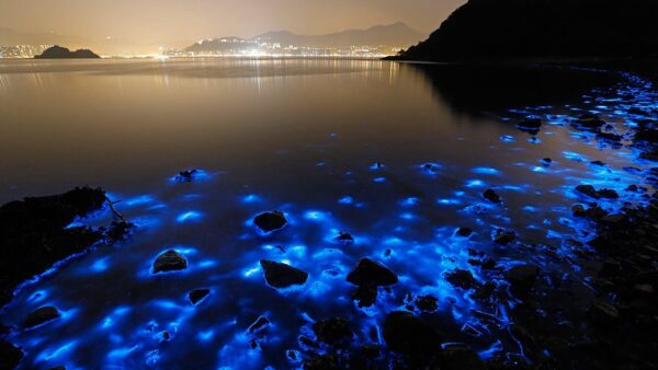 Coastal Red Tide / Harmful Algal Bloom (HAB) Incidents in Hong Kong